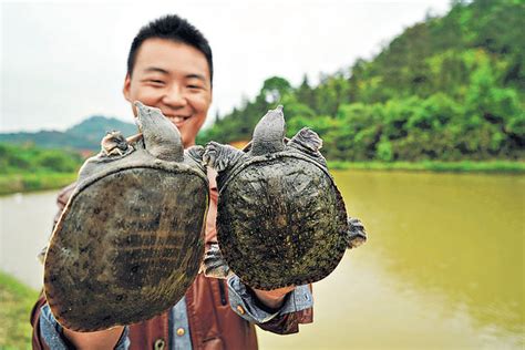 水魚 龜 南京政府